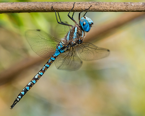Blue-eyed Darner