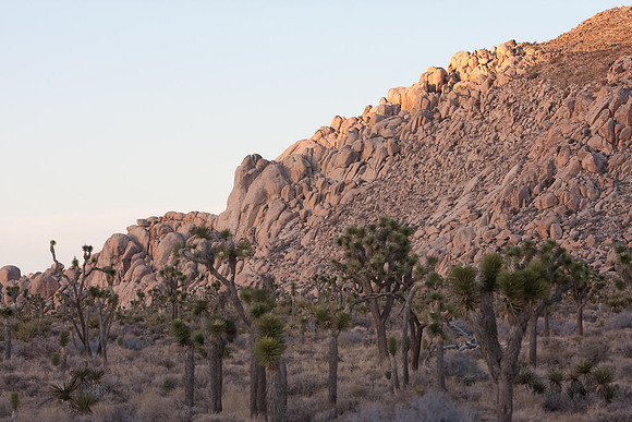 joshuatree09-0566
