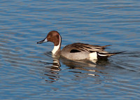 BolsaChica-0393