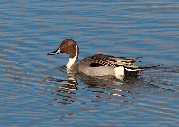 BolsaChica-0393