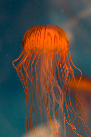 LB-aquarium-0381