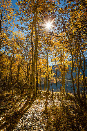 Aspen Gold