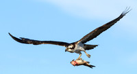 Male Osprey