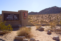 joshuatree09-2724