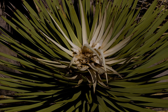 joshuatree09-2690