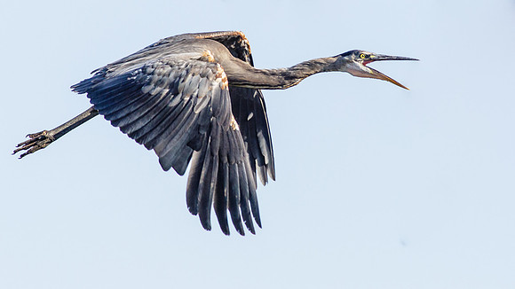 Cry of the GBH