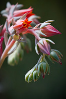 Huntington Library