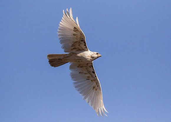 Frank's White Chicken in-flight