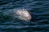 Whale watching Point Dume, Malibu