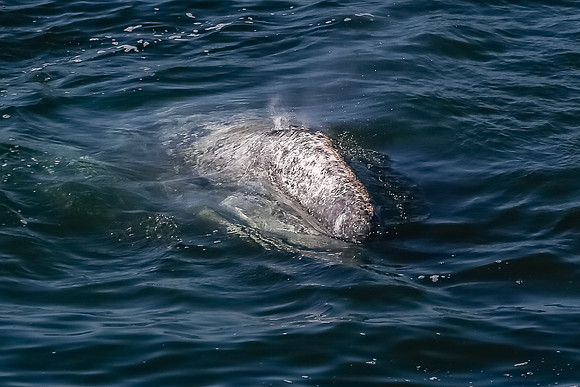 La-Malibu-0685