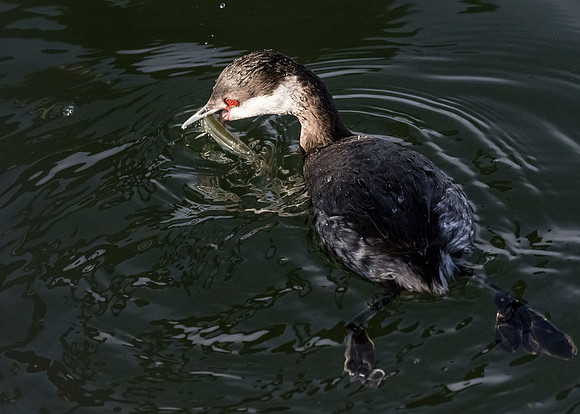 Horned Grebe