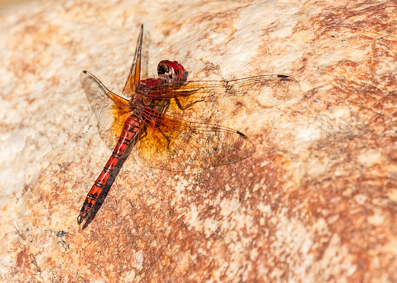 Red on the Rock