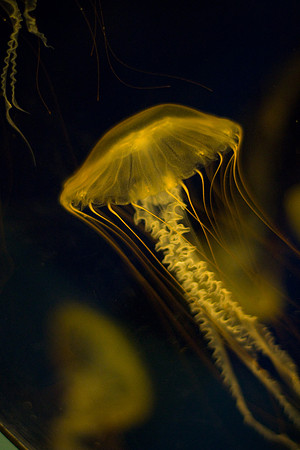 LB-aquarium-0356