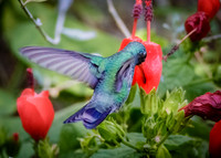 Love red nectar