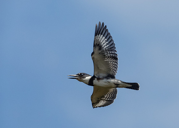 Vocal flight