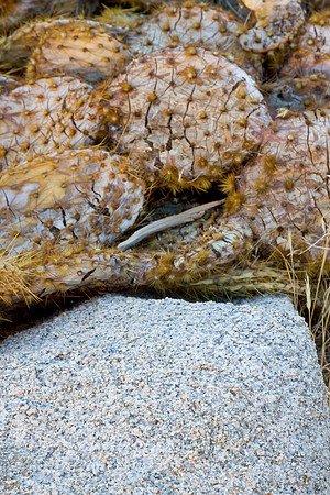 joshuatree09-2280