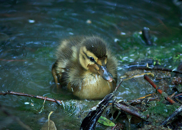 Mallard duckling