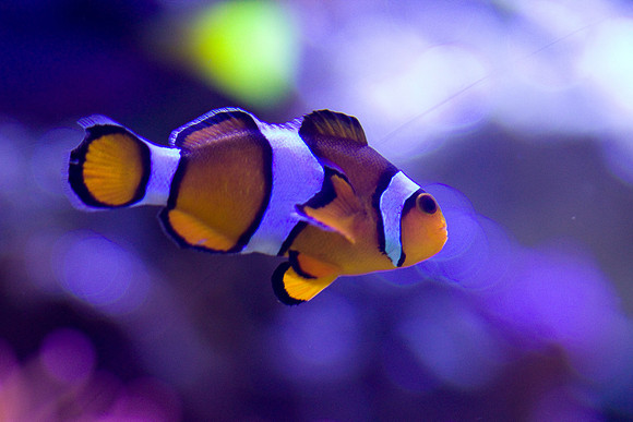 lb-aquarium-1554