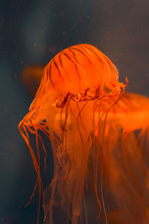 LB-aquarium-0378