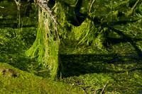Beauty of Green