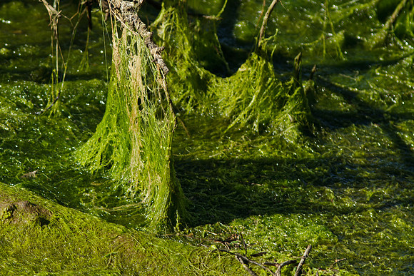 Beauty of Green