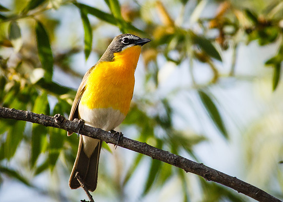 Yellow-breasted Chat