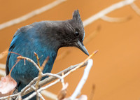 Stellar's Jay
