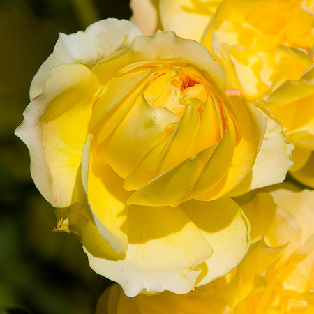 La-arboretum-122