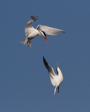 BolsaChica2011-1703