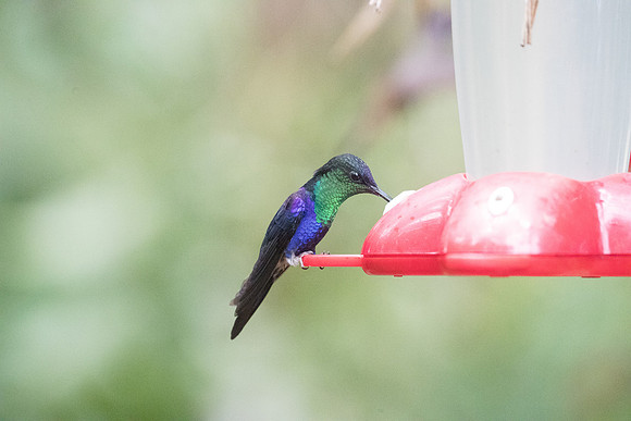 violet-crowned woodnymph , male