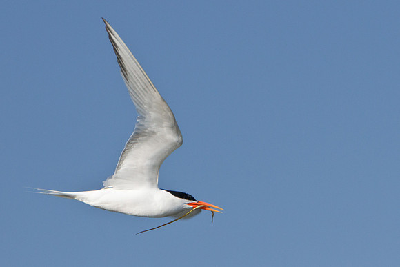 BolsaChica2011-9749
