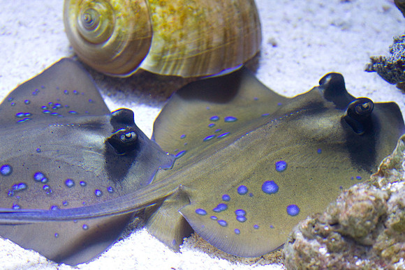 lb-aquarium-1460