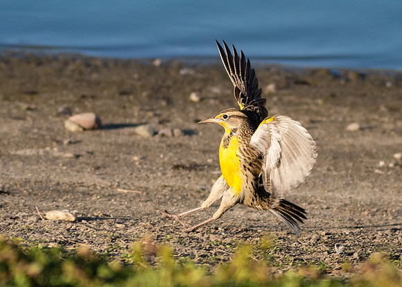 Landing with style......