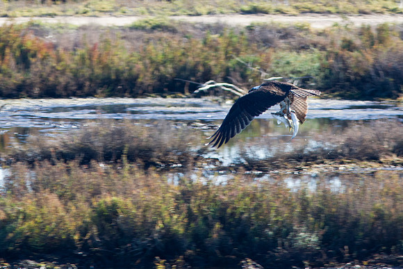 BolsaChica-Nov25-9974