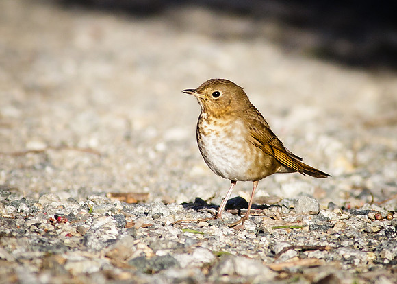 Swainson's Thrush