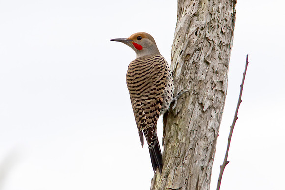 Northern Flicker