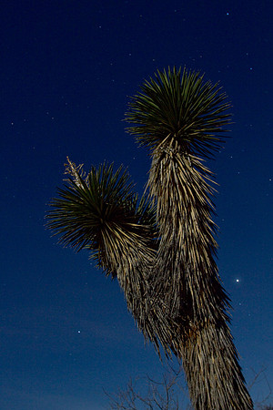 joshuatree09-2453