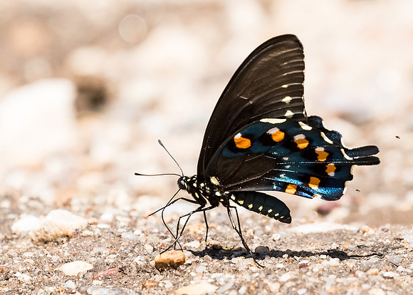 Pipevine Swallowtail