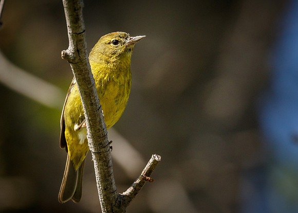 Orange-crowned Warbler