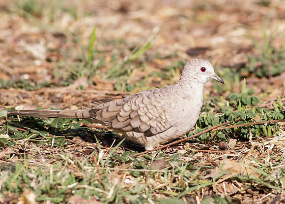 Inca Dove