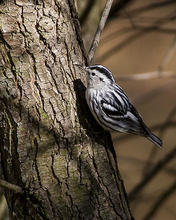 Black-and-white Warbler
