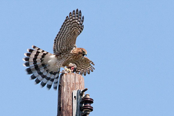 hawk-8291