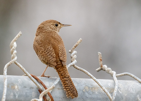 On the fence.....