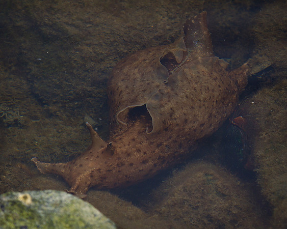 California Sea Hare