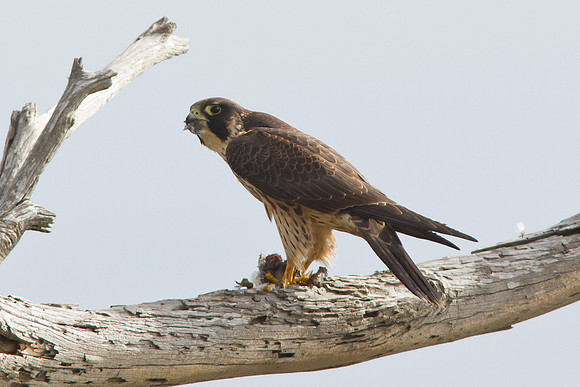 Peregrine Falcon