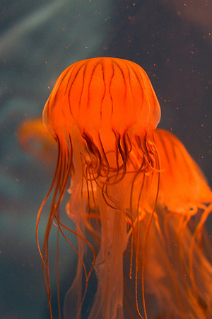 LB-aquarium-0379