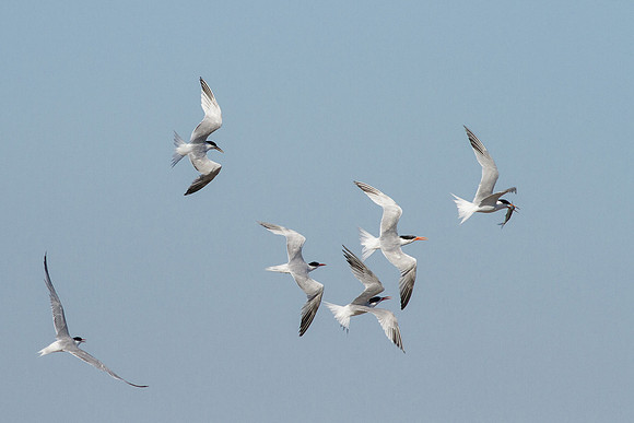 BolsaChica2012-7917
