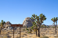 joshuatree09-2694