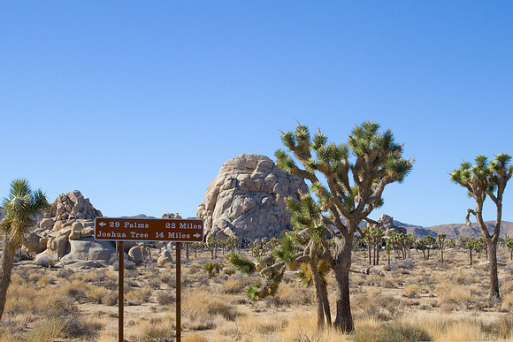joshuatree09-2694