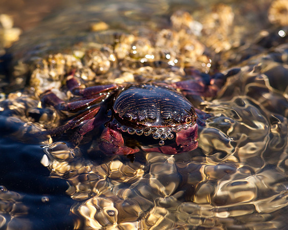 Bubbling Crab
